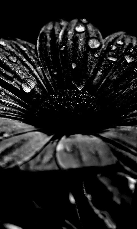 Мокрый от росы фиолетовый цветок обои