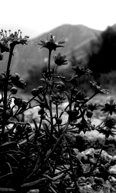 Горные цветы обои