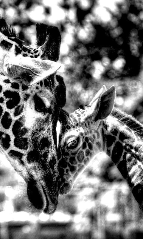 Жирафа и жирафёнок обои