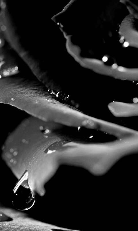 Капли на лепестках розы обои