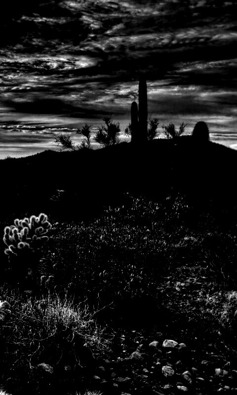 Саванна обои