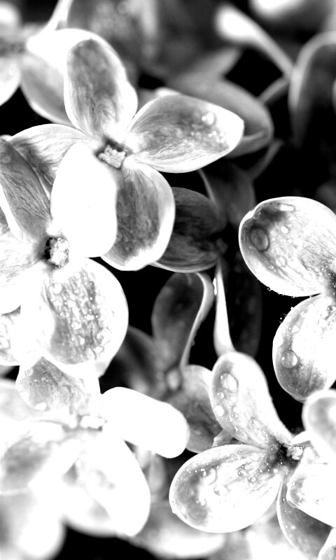 Цветы сирени обои