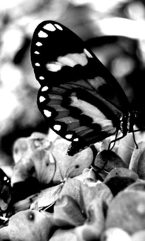 Две бабочки обои