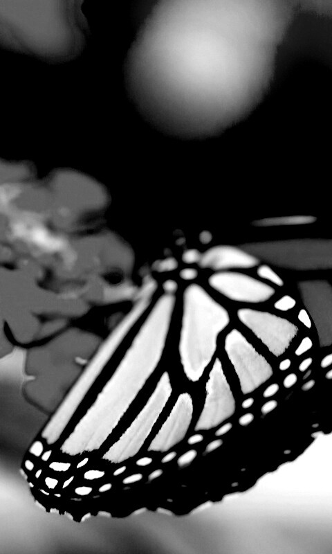 Бабочка на цветке в макро обои