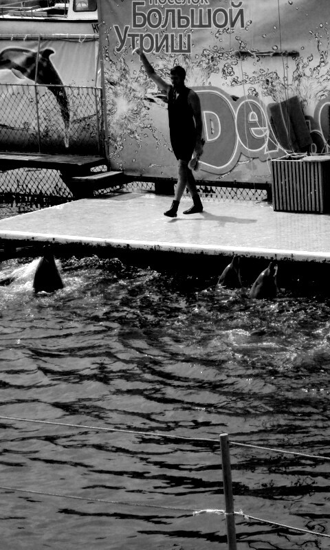 Утро в дельфинарии обои