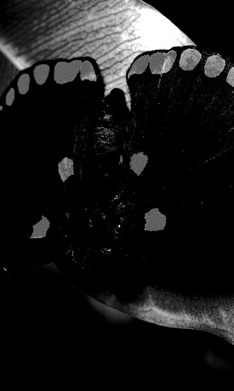 Бабочка на листе обои