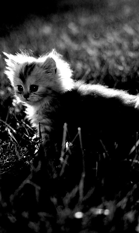 Котёнок в траве обои