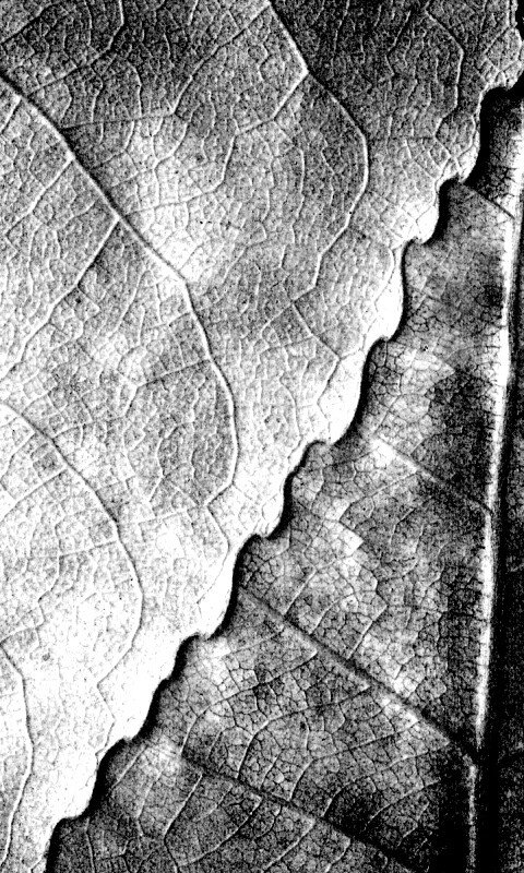 Текстура желтых увядших листьев обои