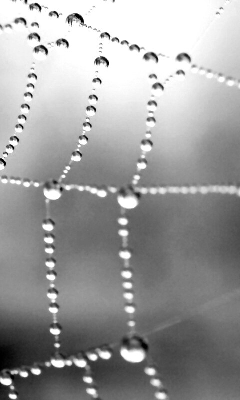 Капли росы на паутине обои