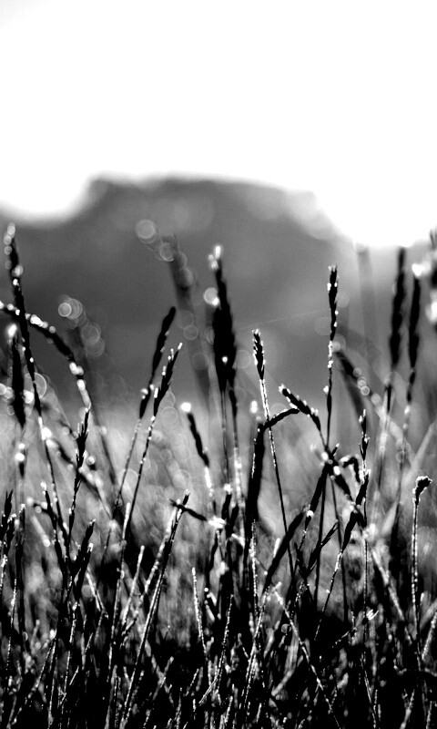 Поле пшеницы обои