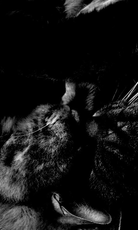 Сладкая парочка обои