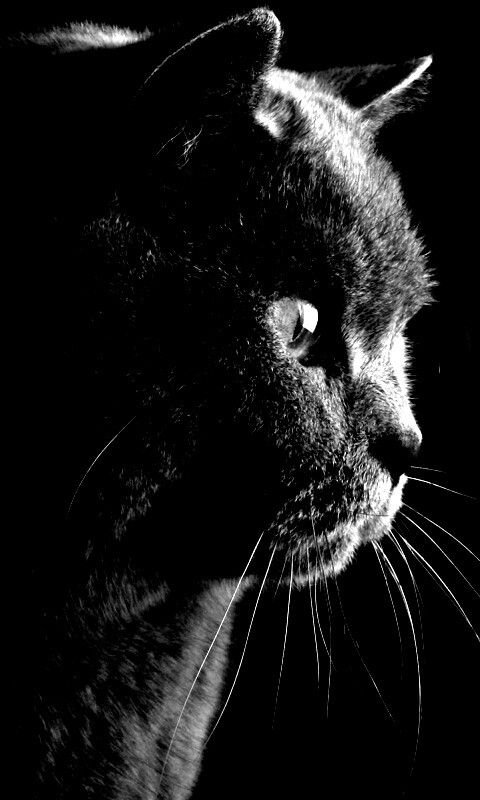 Плюшик  обои