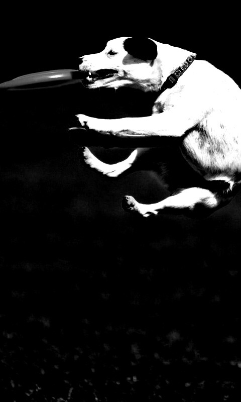 Ловкач обои