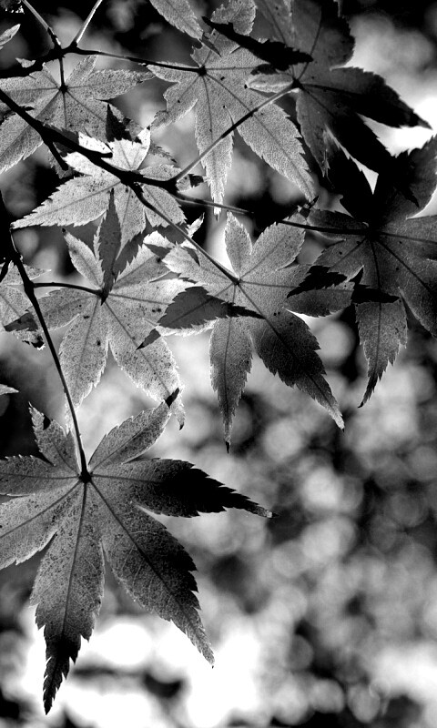 Осенние листья обои