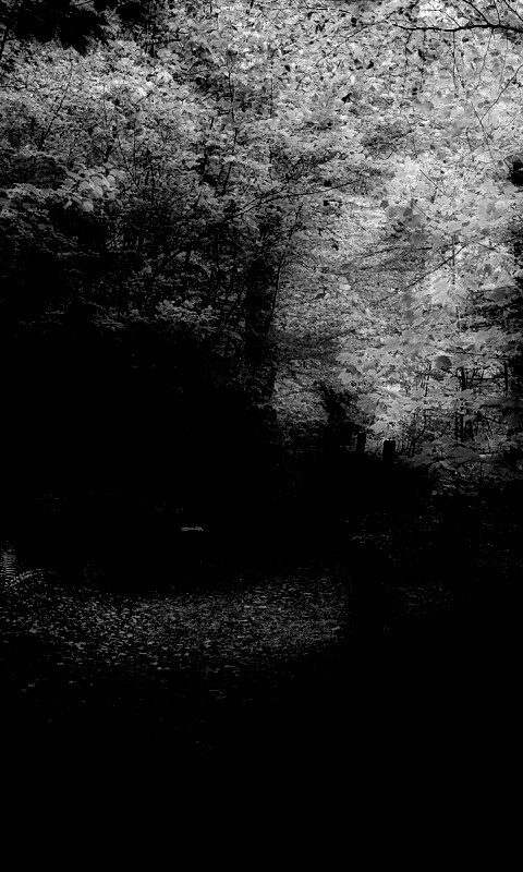 Скамейке в чаще парка обои