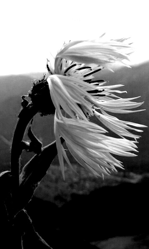 Горный цветок обои