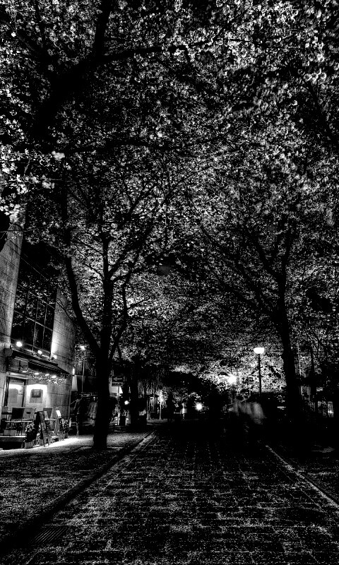 Аллея лепестков обои