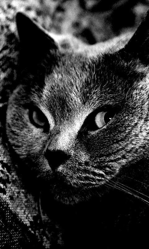 Щекастый британский котик обои