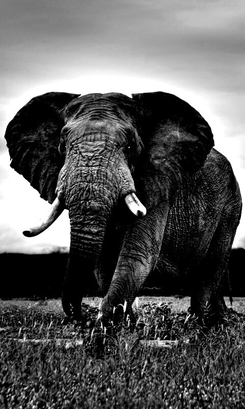 Слон на прогулке обои