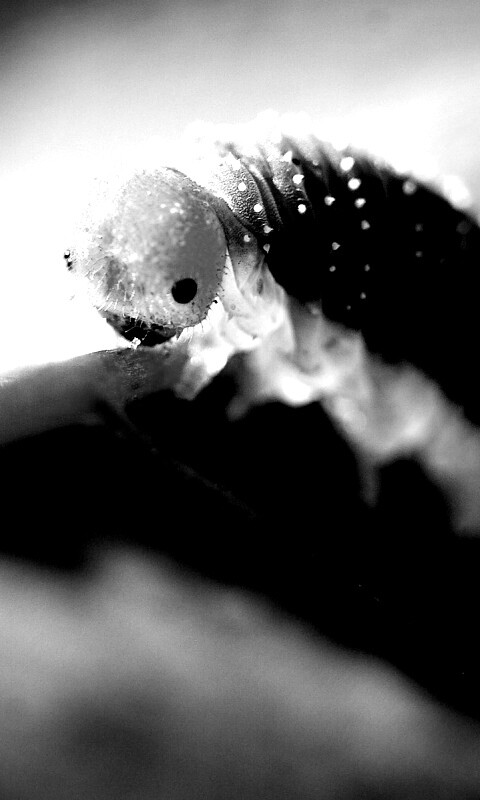 Гусеница бабочки на лепестке обои