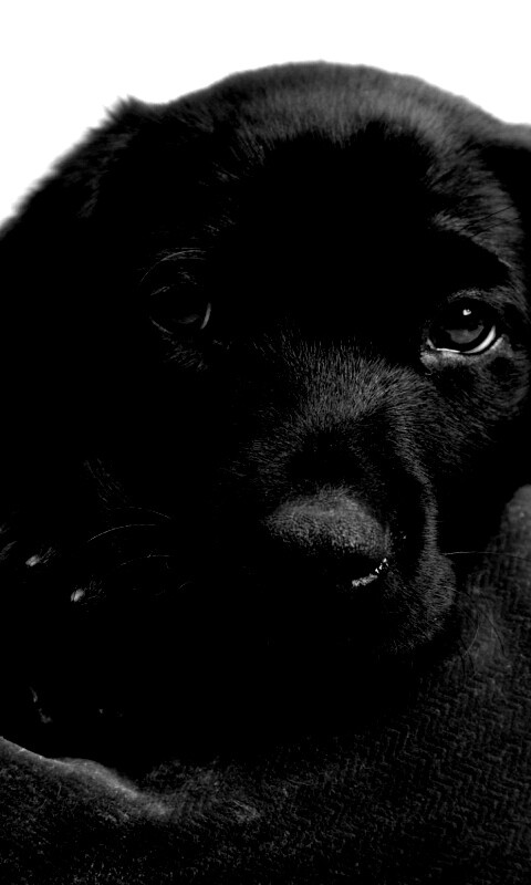 Сонный щенок немецкого поинтера обои