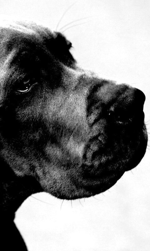 Грустная собака обои