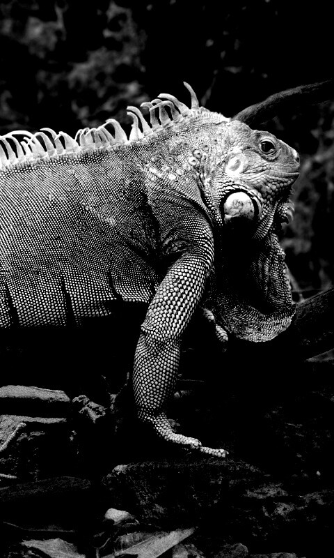Большая игуана обои