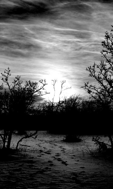 Закат в зимнем лесу обои