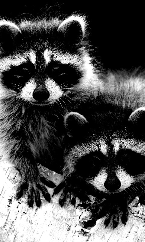 Полосатики обои