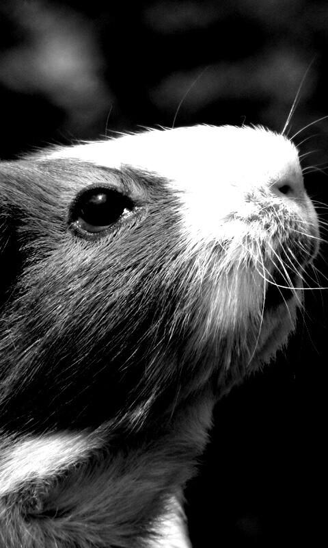 Морская свинка - романтик обои