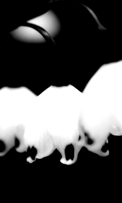 Белые ландыши обои