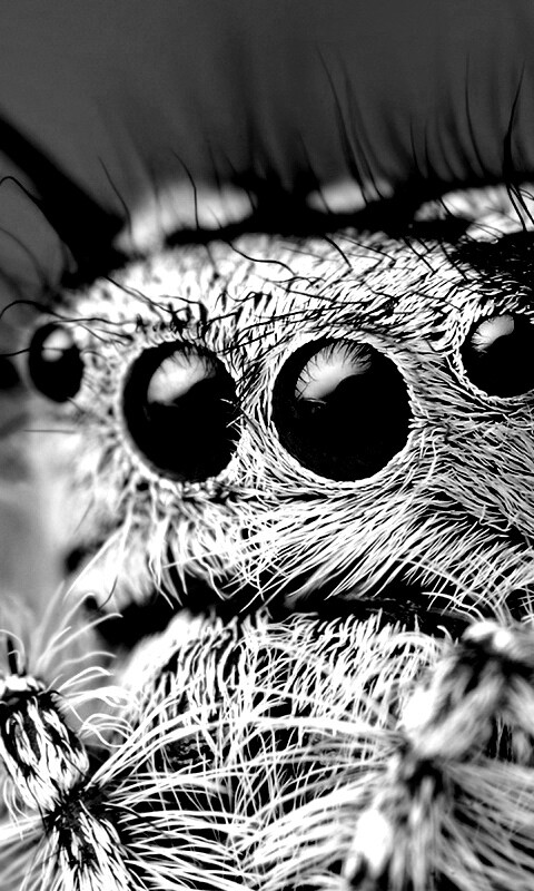 Паук в макро обои