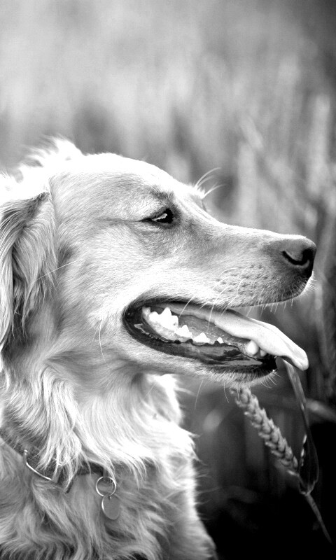 Собаки обои