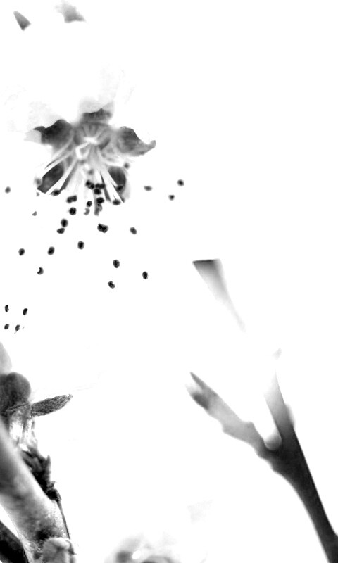 Нежные розовые цветы обои