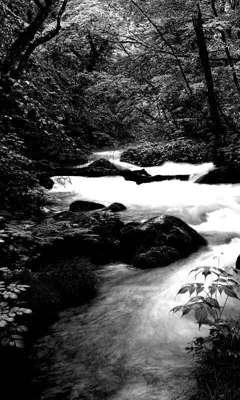 Лесная река обои