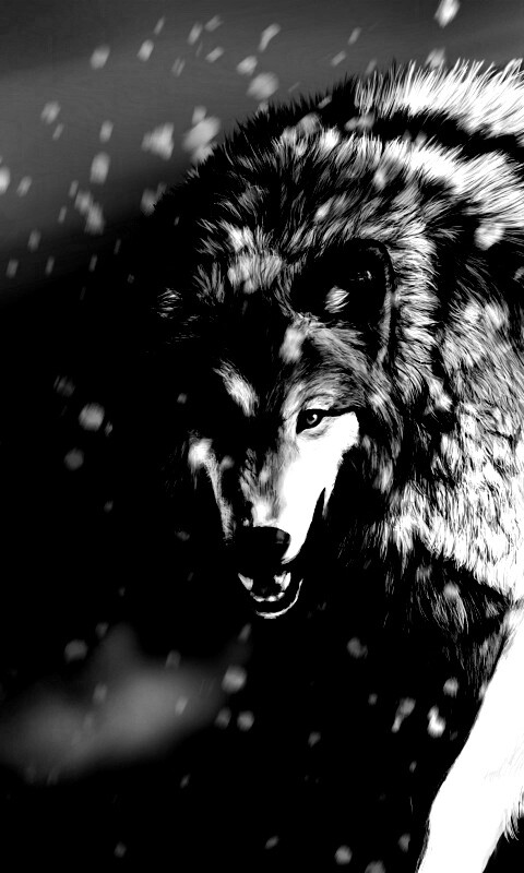 Охота на волка обои