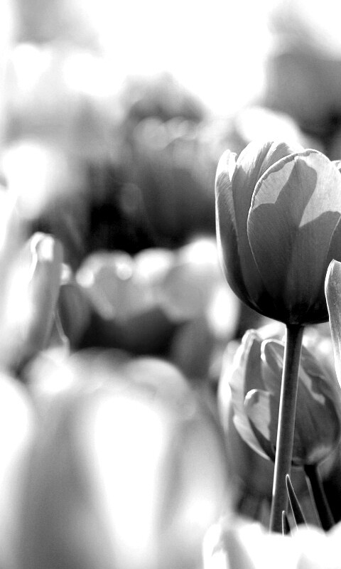 Красивые тюльпаны обои