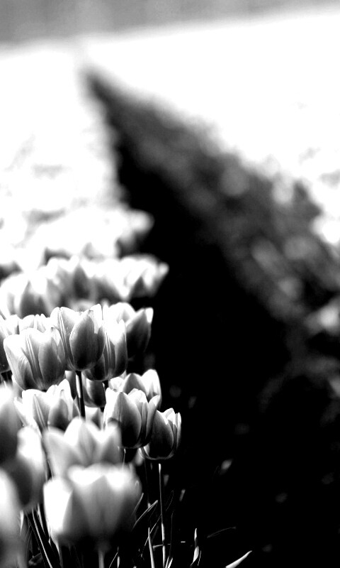 Тропинка в поле розовых тюльпанов обои