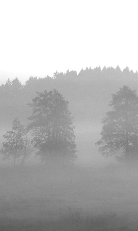 Розовый лес обои