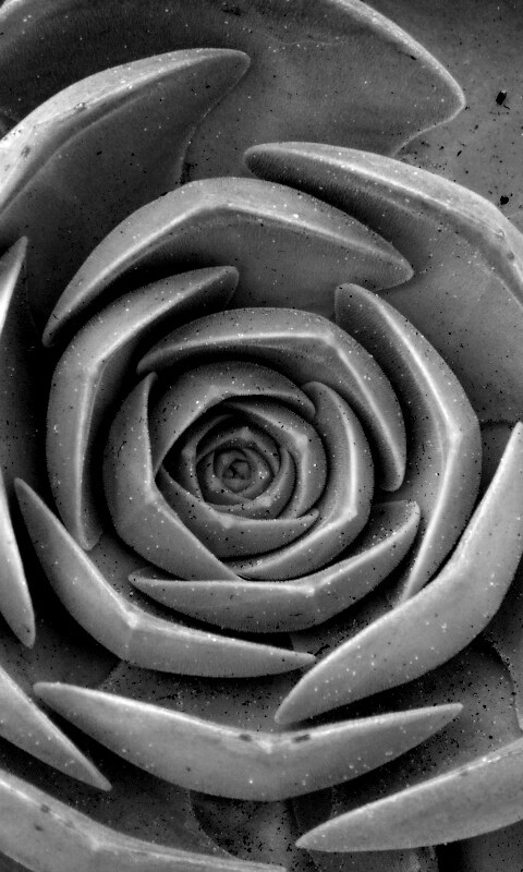 Зеленый цветок обои