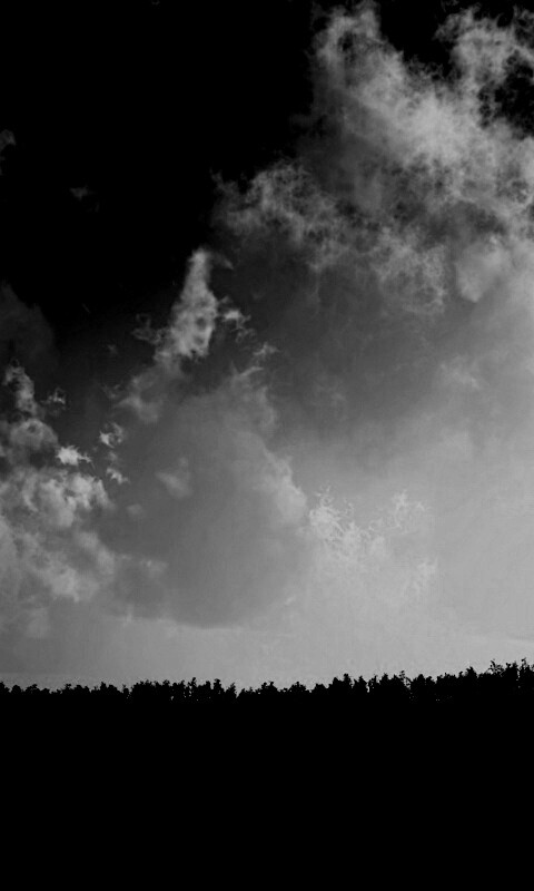 Закат над лесом обои