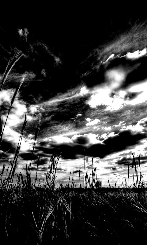 HDR Поле обои