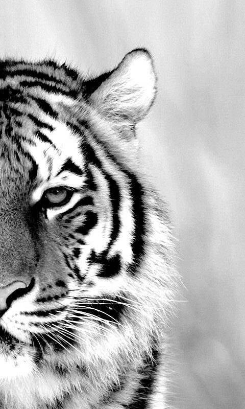 Красавец тигр обои