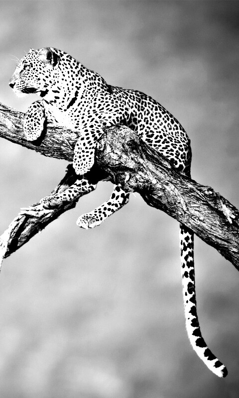 Ягуар на дереве обои