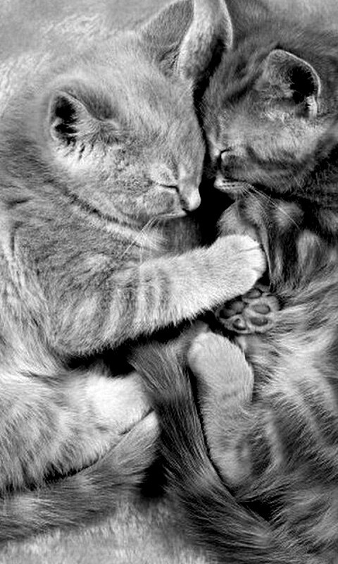 Рыжие котята в обнимку обои