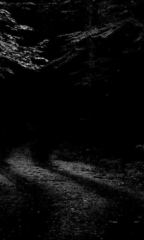 Лесная дорога обои