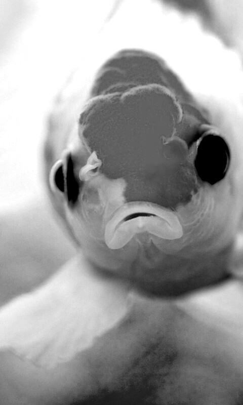 Аквариумная рыбка обои