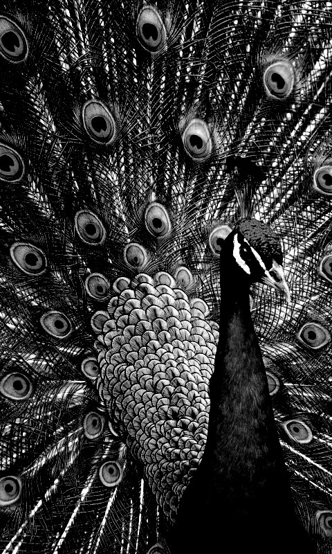 Красивый павлин обои