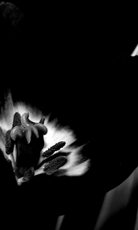 Фиолетовый цветочек обои