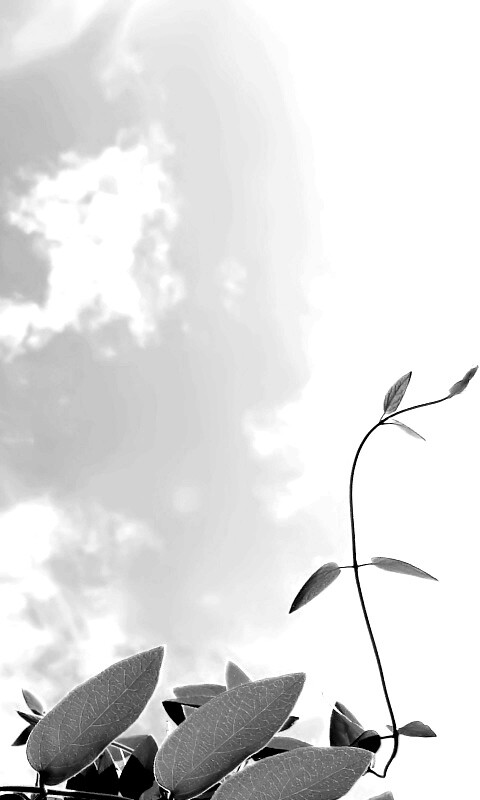 Зеленые ветви на фоне голубого неба обои